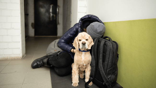 Animalele de companie ale refugiaților din Ucraina, salvate în România: peste 10.000 de actiuni de ajutorare 