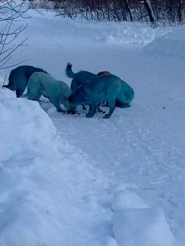 6 pack of blue dogs jpg jpeg