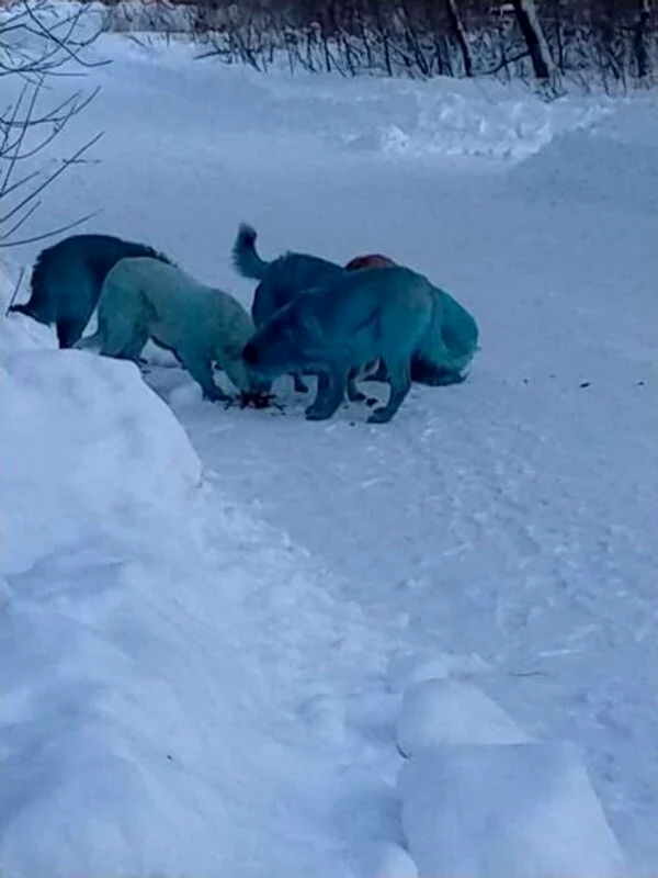 6 pack of blue dogs jpg jpeg