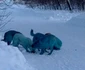 6 pack of blue dogs jpg jpeg