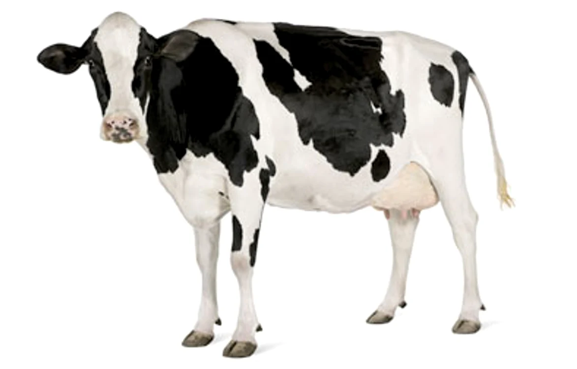 Vaca