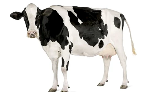 Vaca jpeg