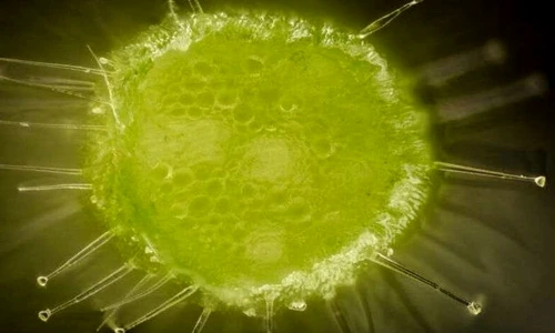 1 79418 original jpg jpeg