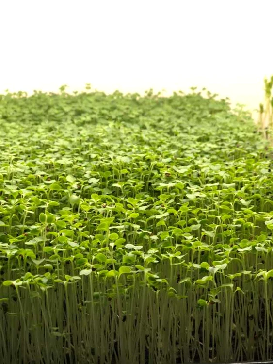 Vlăstarii de broccoli conţin de 40 de ori mai mulţi nutrienţi decât căpăţna. Foto: Claudiu Contra