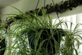 planta jpeg