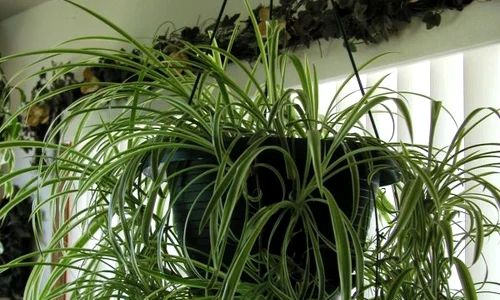 planta jpeg