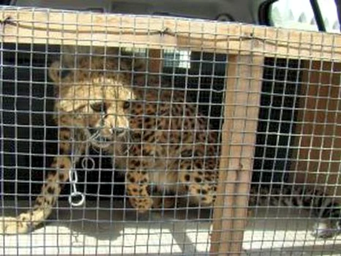 Animalele prost îngrijite au atacat mai mulţi oameni în circurile din Rusia