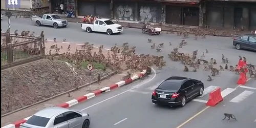 Bătaie maimuţe în Thailanda foto Captură Video