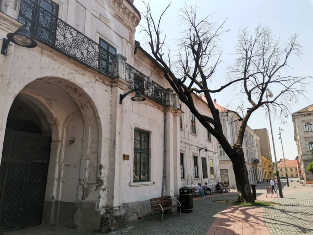 Stejarul din Piaţa Libertăţii FOTO Ş.Both