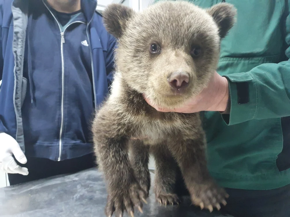 Ursuleţii - fetiţe salvate în Biertan - Sibiu şi duse la Rezervaţia din Zărneşti - Braşov Foto AMP Libearty - Bear Sanctuary