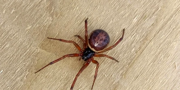 Steatoda nobilis