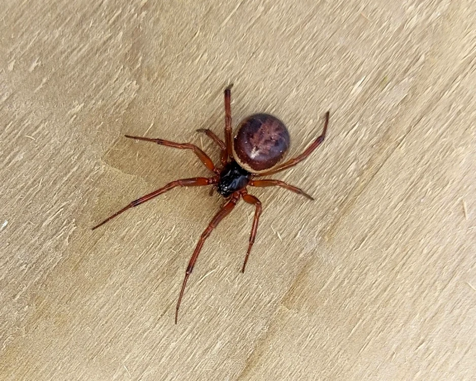 Steatoda nobilis