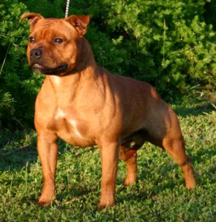 Câinele face parte din rasa Staffordshire bull terrier