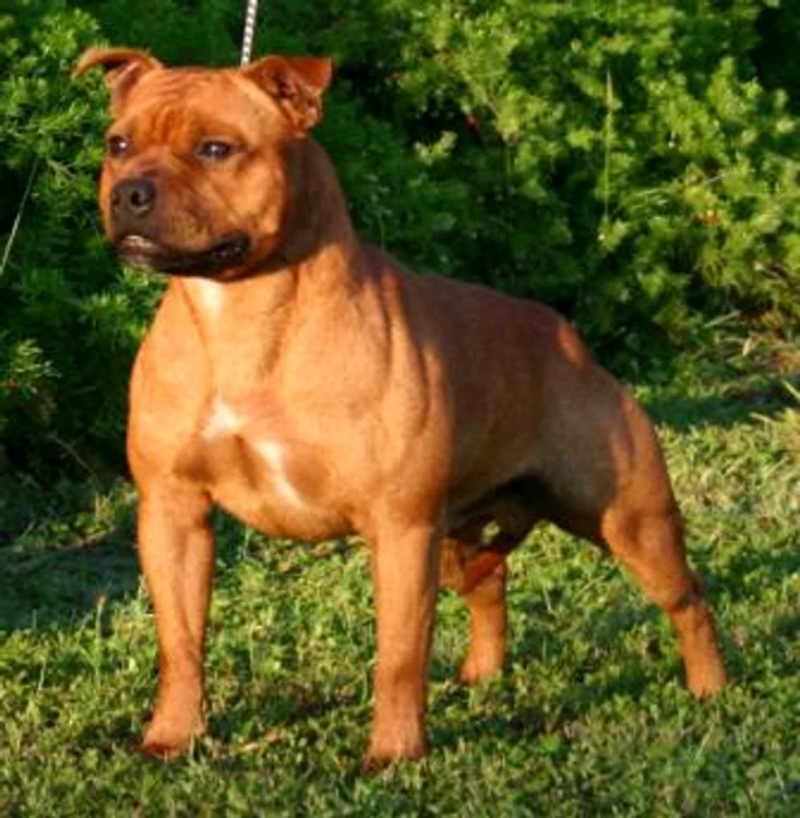 Câinele face parte din rasa Staffordshire bull terrier