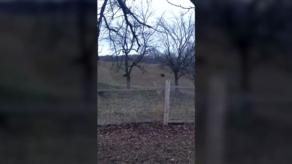 Urșii seamănă teroare printre sătenii din Varlaam. Fiarele provoacă mari pagube VIDEO