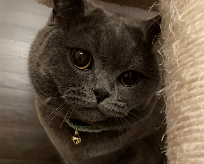 Motanul British Shorthair FOTO: X
