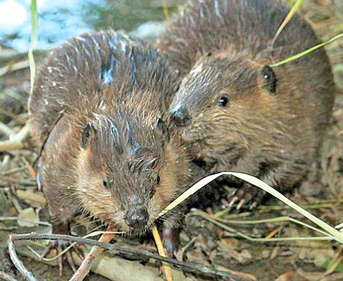 Micuţii Sonny şi Daughty sunt în grija tatălui de peste un an