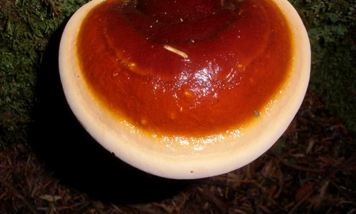 1 69636 original jpg jpeg