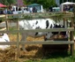 targ agro-zoo bt