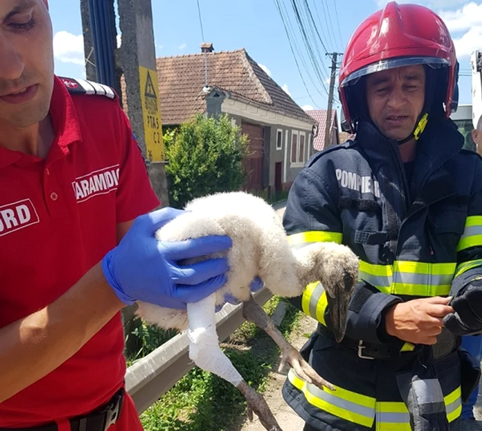 
    Pompierii i-au montat o atela puiului de barză și l-au pus înapoi în cuib alături de frații săi Sursă foto: ISU Brașov  