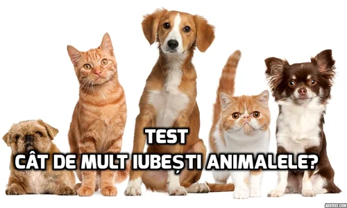 test cat de mult iubesti animalele 0 jpeg