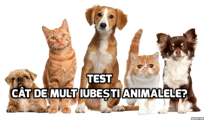 Află cât de mult iubești animalelefoto: playbuzz.com