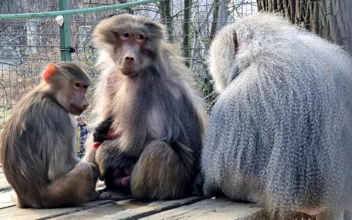 Familia de babuini. Foto: Primăria Hunedoara