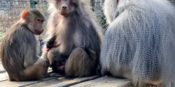 babuini la zoo hunedoara foto primaria hunedoara