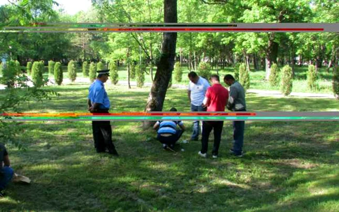 Copacul pe care era sprijinit trupul tinerei                                                     FOTO Iulian Bunilă