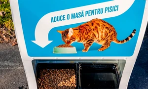 stray cats machine bucharest   photo primaria municipiului bucuresti on fb jpg
