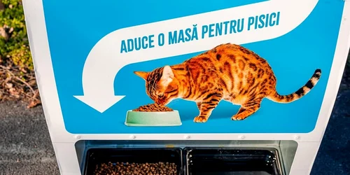stray cats machine bucharest   photo primaria municipiului bucuresti on fb jpg