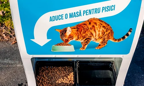 stray cats machine bucharest   photo primaria municipiului bucuresti on fb jpg