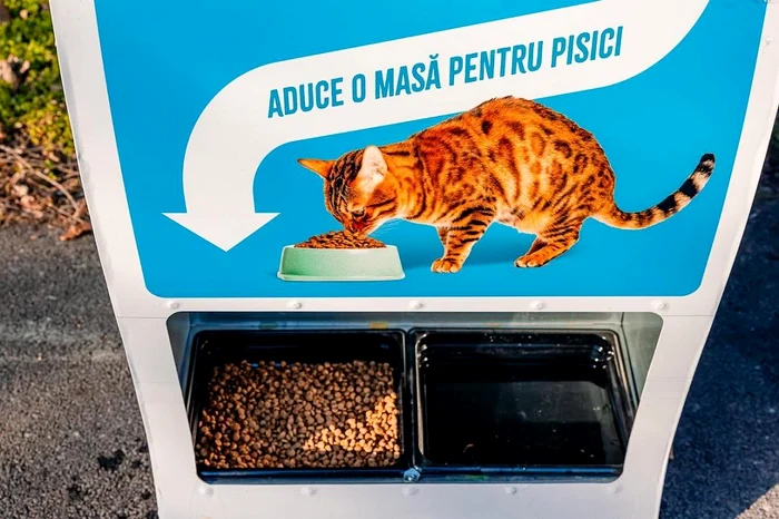 Pisicile, hrănite în urma PET-urilor reciclate de bucureșteni / Sursa foot: Romania Insider