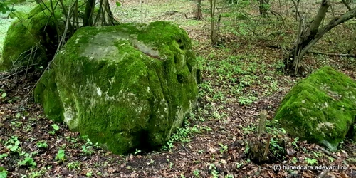 padurea de la magura calanului foto daniel Guta adevarul