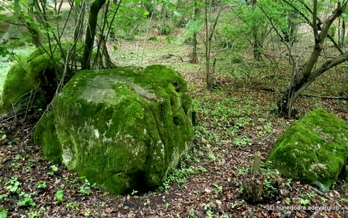 padurea de la magura calanului foto daniel Guta adevarul