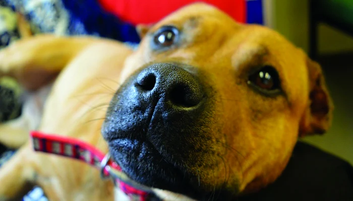 Bull Terrier-ul pe nume Victor a trecut prin chinuri cumplite, după ce stăpânul său a vrut să-i cupeze urechile