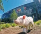 3 christopher the pig 2 jpg jpeg