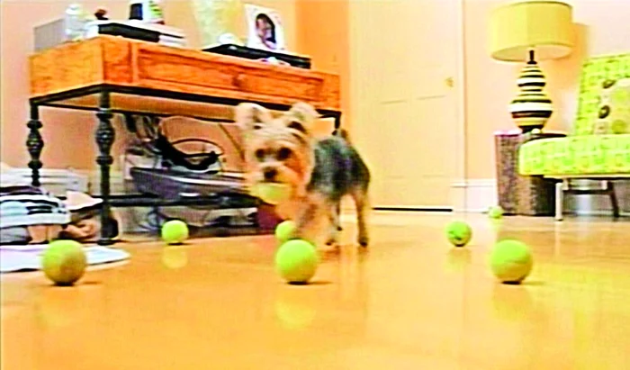 În fiecare zi câinele aducea din vecini 20-30 de mingi de tenis