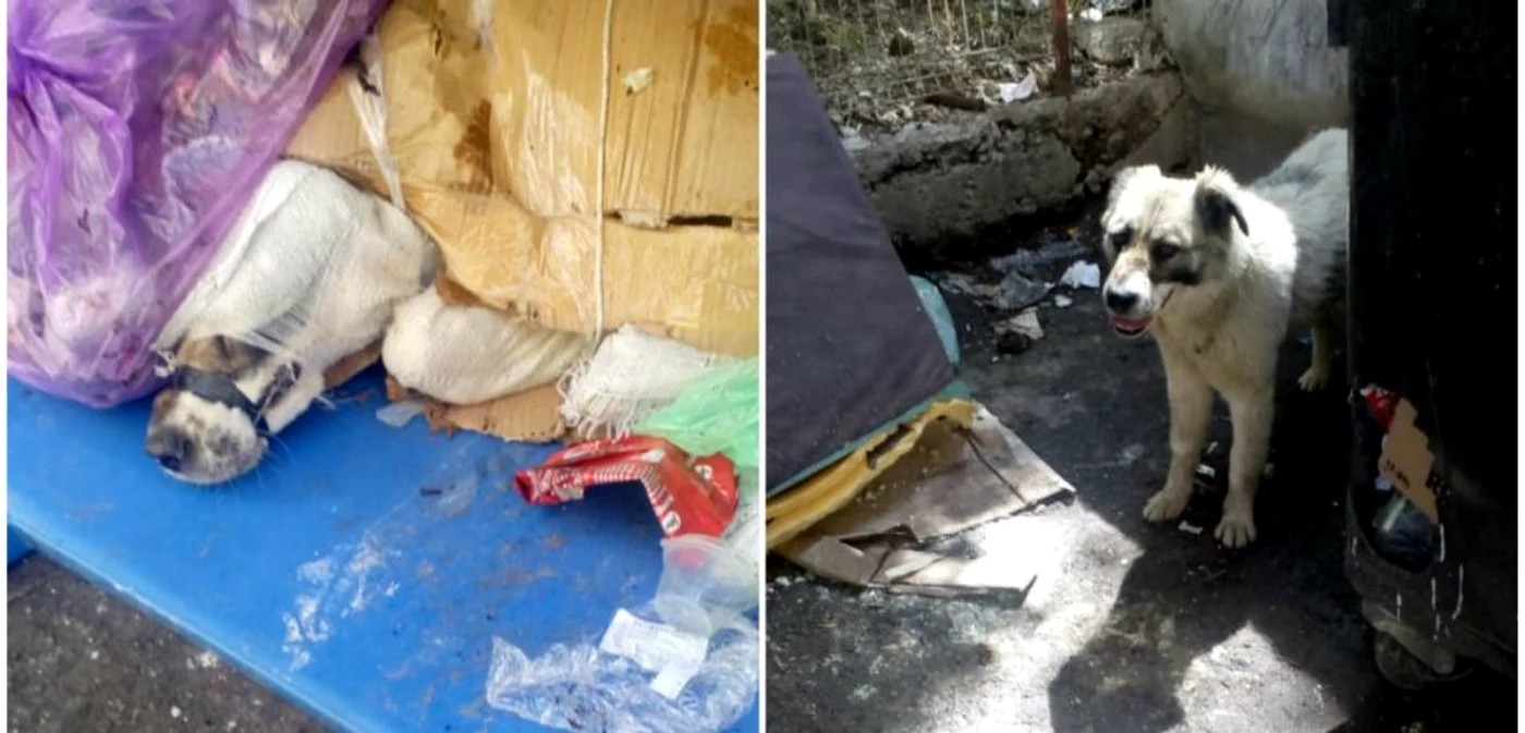 Animalul a fugit după ce a fost eliberat FOTO ISU Sălaj