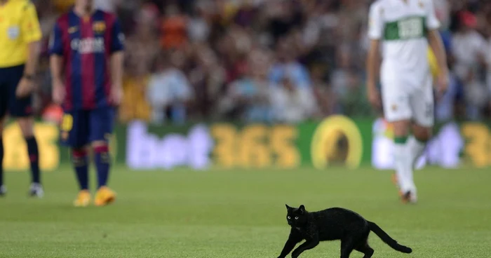 O pisică, prezenţa neaşteptată la meciul FC Barcelona - Elche FOTO AFP