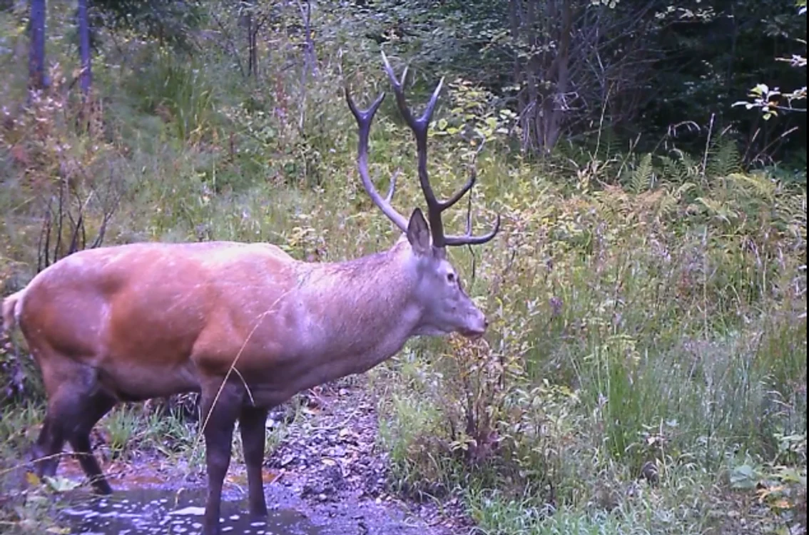 Cerb surprins în  Parcului Naţional Munţii Rodnei. FOTO captură video Facebook (arhivă)