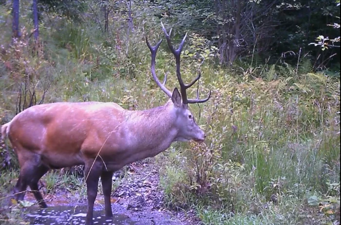 Cerb surprins în  Parcului Naţional Munţii Rodnei. FOTO captură video Facebook (arhivă)