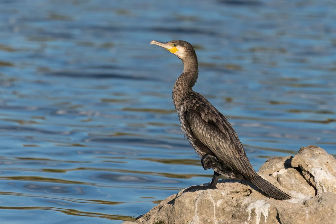 Cormoranul mare Foto Shutterstock