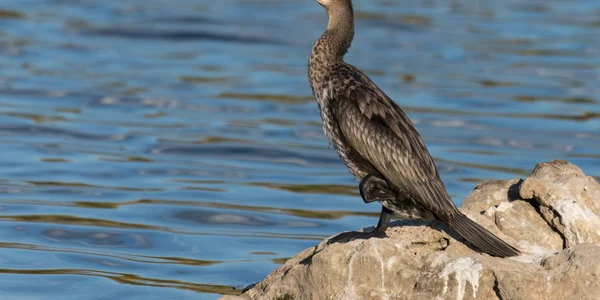cormoran mare shutterstock 2280074717 jpg