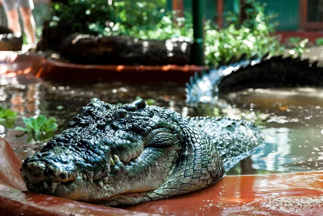 Cassius, cel mai mare crocodil din lume