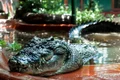 crocodil cassius jpg