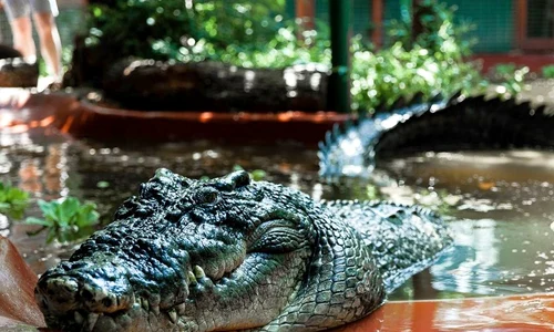 crocodil cassius jpg