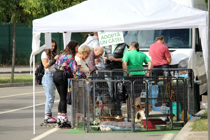 Campanie pentru adopţii de câini la echipa Poli FOTO Politehnica Timişoara