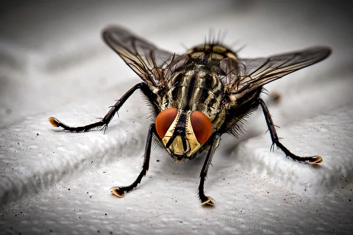 Medicii au găsit o muscă vie în colonul bărbatului / foto: Pexels