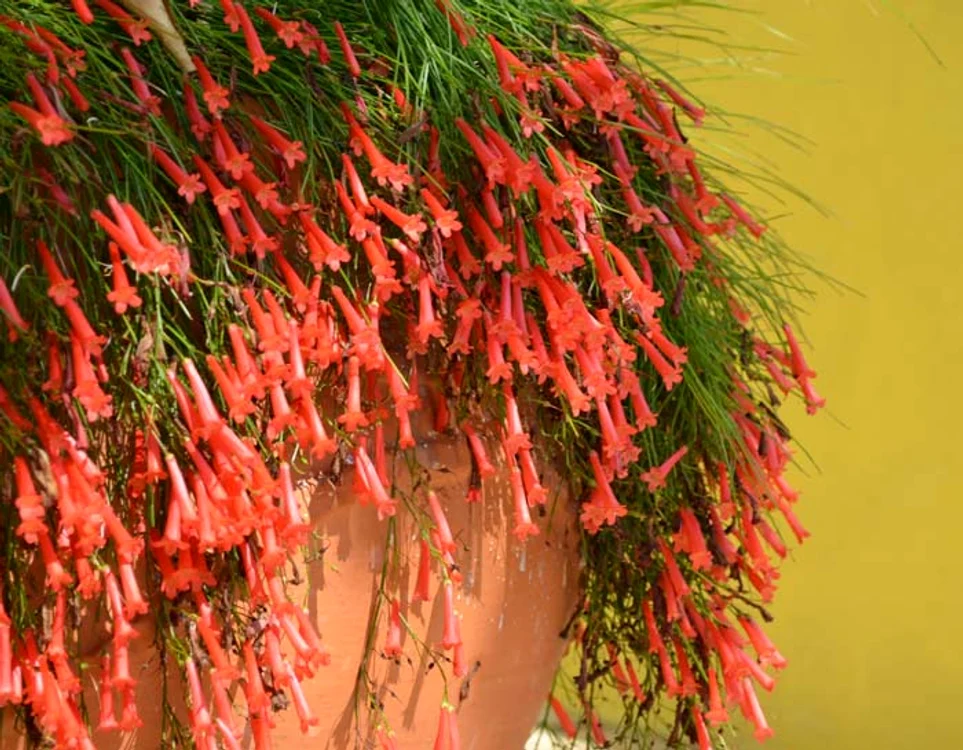 Cele mai frumoase flori căţărătoare: Pipa turcului portocaliu